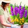 Gladiolus & Freesia Drop-In Bulb Pack -Garden Plants Sales 630175