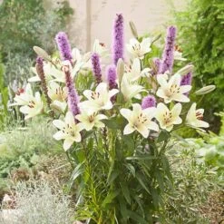 Plant-O-Mat Lilium And Liatris Kit