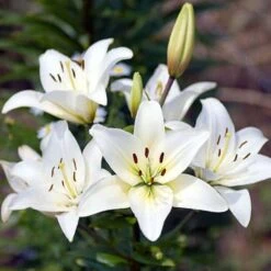 Plant-O-Mat Lilium And Liatris Kit -Garden Plants Sales 630176 2