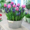 Blooming Fast Drop In Bulb Planter Tulip And Muscari Kit -Garden Plants Sales 630187
