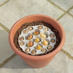 Blooming Fast Drop In Bulb Planter Tulip And Muscari Kit -Garden Plants Sales 630187 1