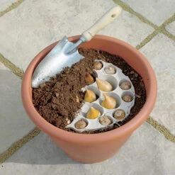 Blooming Fast Drop In Bulb Planter Tulip And Muscari Kit -Garden Plants Sales 630187 2