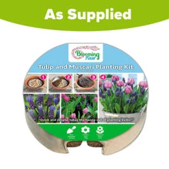 Blooming Fast Drop In Bulb Planter Tulip And Muscari Kit -Garden Plants Sales 630187 4