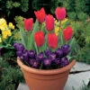 Blooming Fast Drop In Bulb Planter Tulip And Crocus Kit 1 Blooming Fast Drop In Bulb Planter Tulip And Crocus Kit -Garden Plants Sales 630188