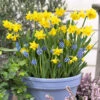 Blooming Fast Drop In Bulb Planter Narcissus And Muscari Kit -Garden Plants Sales 630189