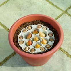 Blooming Fast Drop In Bulb Planter Narcissus And Muscari Kit -Garden Plants Sales 630189 3