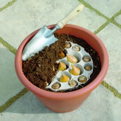 Blooming Fast Drop In Bulb Planter Narcissus And Muscari Kit -Garden Plants Sales 630189 4