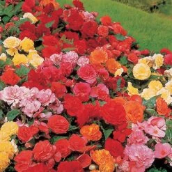 Belgian Giant Flowered Upright Begonias 10 Belgian Giant Flowered Upright Begonias -Garden Plants Sales 630192 3
