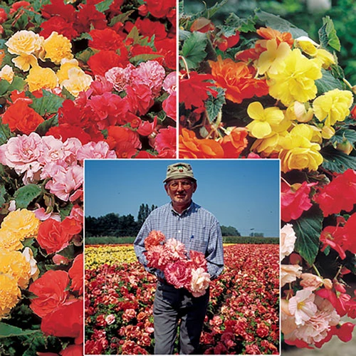 Belgian Giant Begonias - 10 Upright And 10 Trailers 3 Belgian Giant Begonias - 10 Upright And 10 Trailers