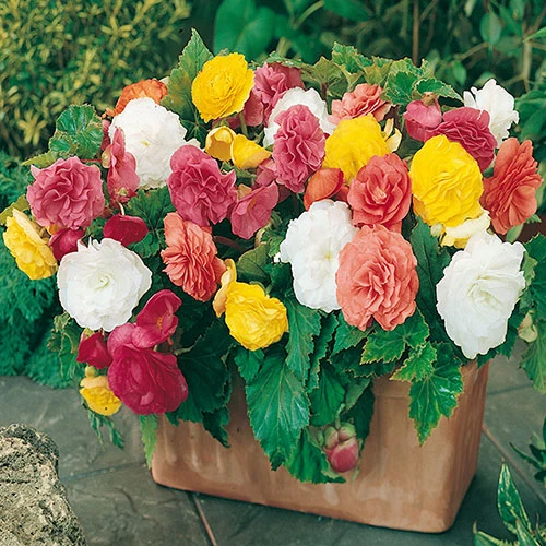 Belgian Giant Begonias - 10 Upright And 10 Trailers 4 Belgian Giant Begonias - 10 Upright And 10 Trailers - Image 2