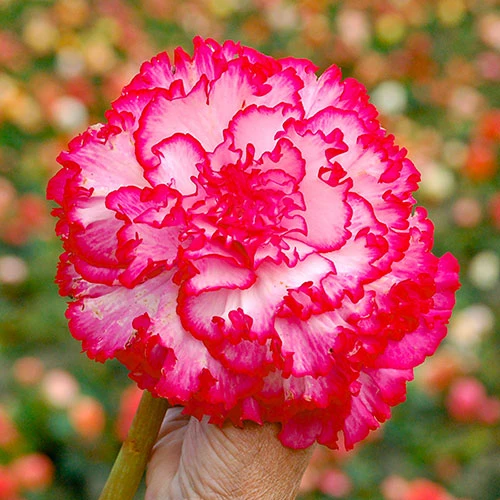 Belgian Giant Begonias - 10 Upright And 10 Trailers 5 Belgian Giant Begonias - 10 Upright And 10 Trailers - Image 3