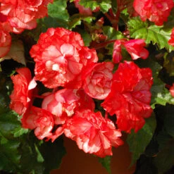 Belgian Giant Begonias - 10 Upright And 10 Trailers 16 Belgian Giant Begonias - 10 Upright And 10 Trailers -Garden Plants Sales 630194 5