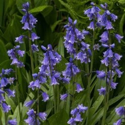 Complete "In The Green" Bulb Saver Collection -Garden Plants Sales 630203 2