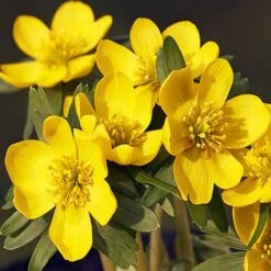 Complete "In The Green" Bulb Saver Collection -Garden Plants Sales 630203 4