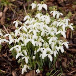 Complete "In The Green" Bulb Saver Collection -Garden Plants Sales 630203 5