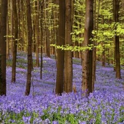 Complete "In The Green" Bulb Saver Collection -Garden Plants Sales 630203 6