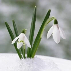 Complete "In The Green" Bulb Saver Collection -Garden Plants Sales 630203 7