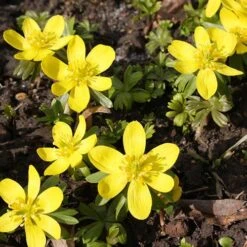 Complete "In The Green" Bulb Saver Collection -Garden Plants Sales 630203 8