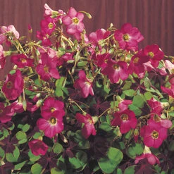 Summer Flowering Balcony Plant-O-Mat -Garden Plants Sales 630217 3