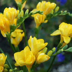 Summer Flowering Balcony Plant-O-Mat -Garden Plants Sales 630217 4