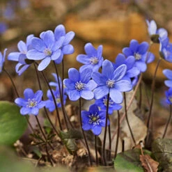 Summer Flowering Balcony Plant-O-Mat -Garden Plants Sales 630217 6