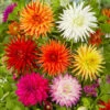 Dahlia Cactus Mixed 1 Dahlia Cactus Mixed -Garden Plants Sales 630225