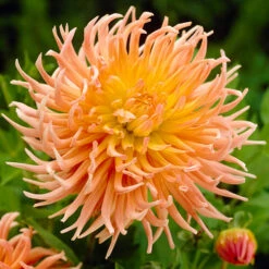 Dahlia Cactus Mixed -Garden Plants Sales 630225 2
