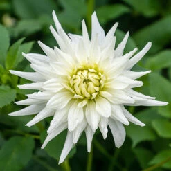 Dahlia Cactus Mixed -Garden Plants Sales 630225 3