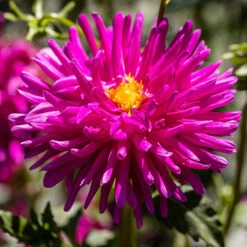Dahlia Cactus Mixed -Garden Plants Sales 630225 4