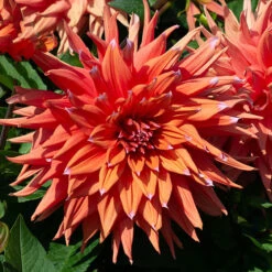 Dahlia Cactus Mixed -Garden Plants Sales 630225 5