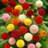 Dahlia Pom Pom Mix -Garden Plants Sales 630320