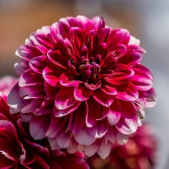 Garden Plants Sales 8 Garden Plants Sales -Garden Plants Sales 630320 1