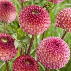 Dahlia Pom Pom Mix -Garden Plants Sales 630320 3