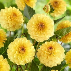 Dahlia Pom Pom Mix -Garden Plants Sales 630320 4