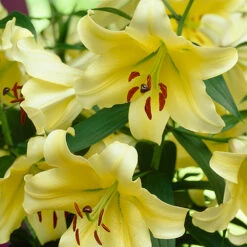Skyscraper Lily Collection -Garden Plants Sales 630326 2