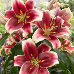 Skyscraper Lily Collection -Garden Plants Sales 630326 3