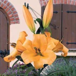 Skyscraper Lily Collection -Garden Plants Sales 630326 4