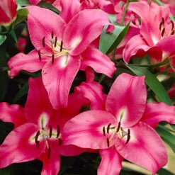 Skyscraper Lily Collection -Garden Plants Sales 630326 5
