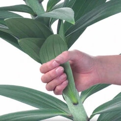 Skyscraper Lily Collection -Garden Plants Sales 630326 6