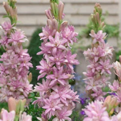 Polianthes Tuberosa 'Pink Sensation'