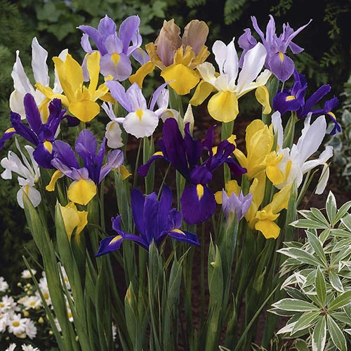 Dutch Iris Mix 3 Dutch Iris Mix