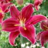 'King Charles' Lily -Garden Plants Sales 650131