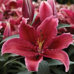 'King Charles' Lily -Garden Plants Sales 650131 2