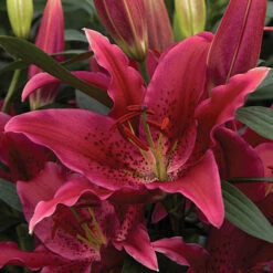 'King Charles' Lily -Garden Plants Sales 650131 3