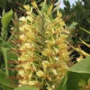 Hardy Ginger Lily - Hedychium -Garden Plants Sales 660003