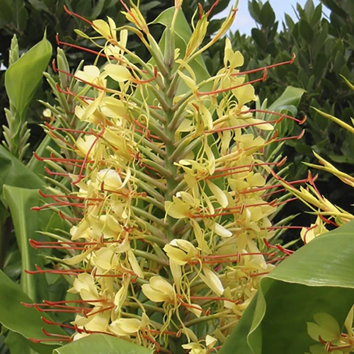 Hardy Ginger Lily - Hedychium 3 Hardy Ginger Lily - Hedychium