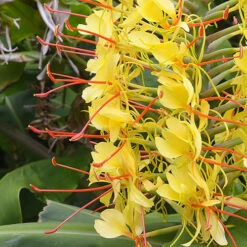 Hardy Ginger Lily - Hedychium 9 Hardy Ginger Lily - Hedychium -Garden Plants Sales 660003 2