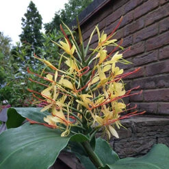 Hardy Ginger Lily - Hedychium 10 Hardy Ginger Lily - Hedychium -Garden Plants Sales 660003 3