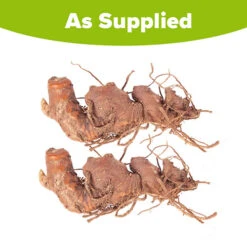 Hardy Ginger Lily - Hedychium 11 Hardy Ginger Lily - Hedychium -Garden Plants Sales 660003 4