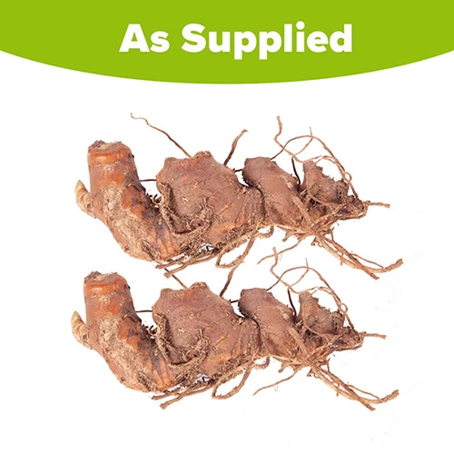 Hardy Ginger Lily - Hedychium 7 Hardy Ginger Lily - Hedychium - Image 5